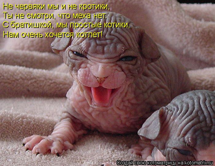 Не червяки мы и не кротики, Ты не смотри, что меха нет. С братишкой, мы простые котики, Нам очень... Котоматрица: Не червяки мы и не кротики, Ты не смотри, что меха нет. С братишкой, мы простые котики, Нам очень хочется котлет!