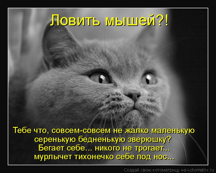 Ловить мышей?! Тебе что, совсем-совсем не жалко маленькую серенькую бедненькую зверюшку? Бегает себе.... Котоматрица: Ловить мышей?! Тебе что, совсем-совсем не жалко маленькую серенькую бедненькую зверюшку? Бегает себе... никого не трогает... мурлычет тихонеч