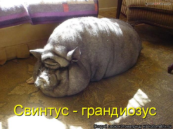 Свинтус - грандиозус... Котоматрица: Свинтус - грандиозус