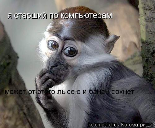я старший по компьютерам может от этого лысею и банан сохнет... Котоматрица: я старший по компьютерам может от этого лысею и банан сохнет