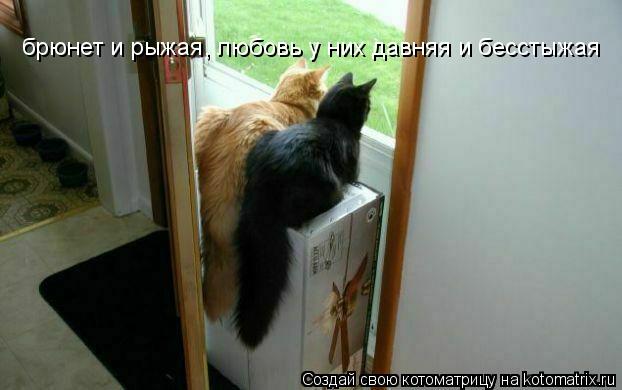 брюнет и рыжая, любовь у них давняя и бесстыжая... Котоматрица: брюнет и рыжая, любовь у них давняя и бесстыжая