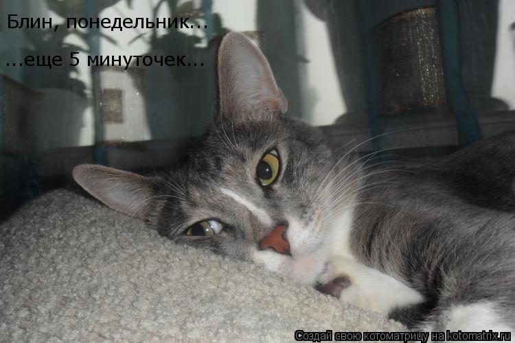 Блин, понедельник... ...еще 5 минуточек...... Котоматрица: Блин, понедельник... ...еще 5 минуточек...