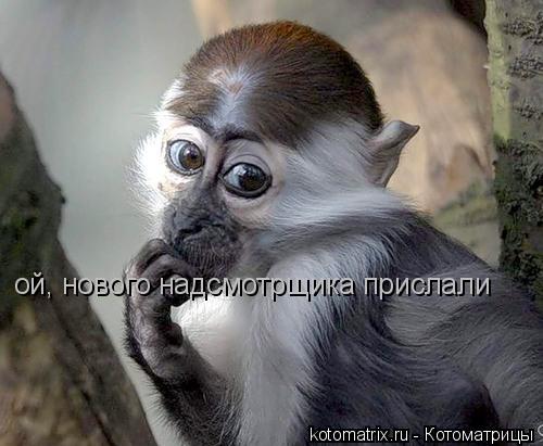 ой, нового надсмотрщика прислали... Котоматрица: ой, нового надсмотрщика прислали