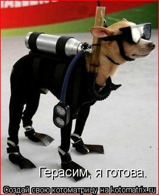 Герасим, я готова.... Котоматрица: Герасим, я готова.