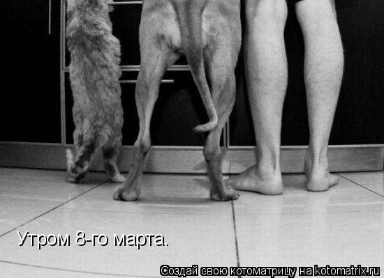 Утром 8-го марта.... Котоматрица: Утром 8-го марта.