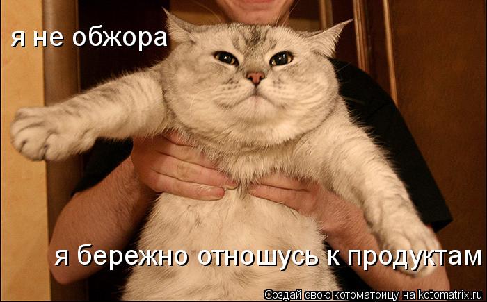 я не обжора я бережно отношусь к продуктам... Котоматрица: я не обжора я бережно отношусь к продуктам