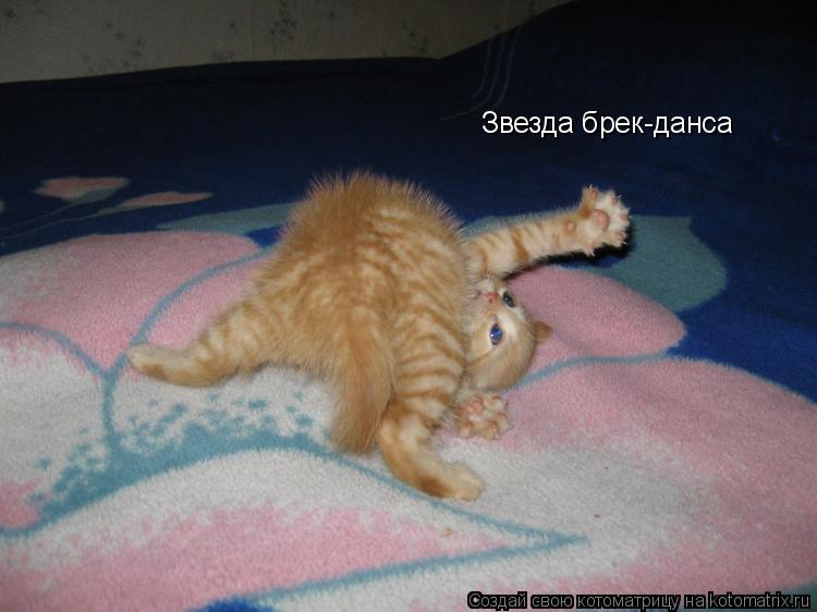 Звезда брек-данса... Котоматрица: Звезда брек-данса