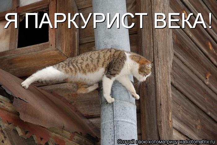 Я ПАРКУРИСТ ВЕКА!... Котоматрица: Я ПАРКУРИСТ ВЕКА!