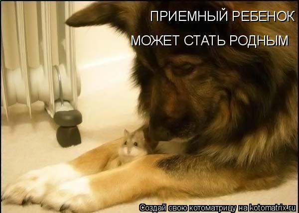 ПРИЕМНЫЙ РЕБЕНОК МОЖЕТ СТАТЬ РОДНЫМ... Котоматрица: ПРИЕМНЫЙ РЕБЕНОК МОЖЕТ СТАТЬ РОДНЫМ