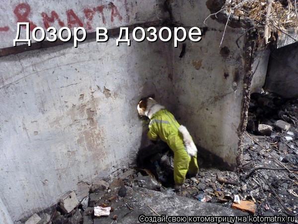 Дозор в дозоре... Котоматрица: Дозор в дозоре
