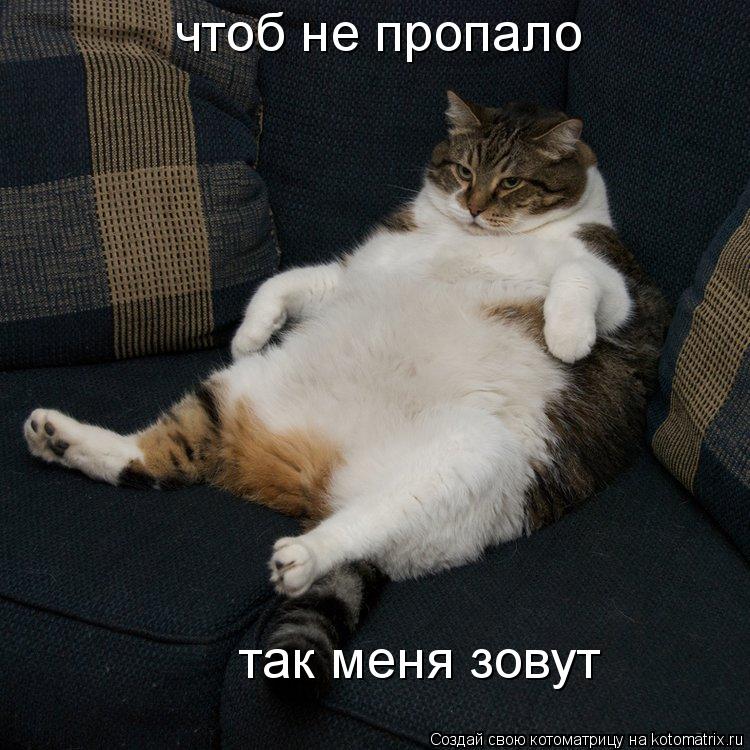 чтоб не пропало так меня зовут... Котоматрица: чтоб не пропало так меня зовут