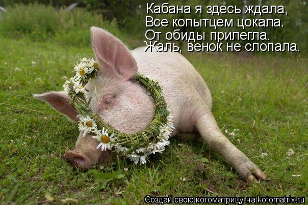 Кабана я здесь ждала, Все копытцем цокала. От обиды прилегла. Жаль, венок не слопала.... Котоматрица: Кабана я здесь ждала, Все копытцем цокала. От обиды прилегла. Жаль, венок не слопала.