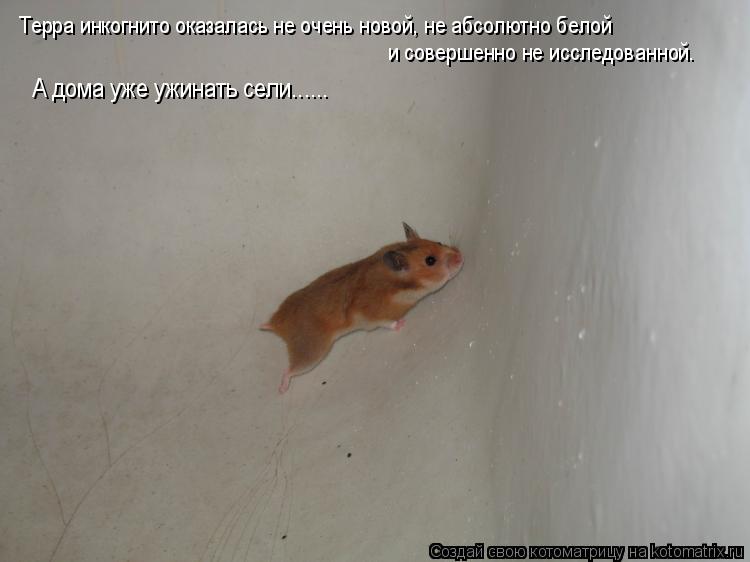А дома уже ужинать сели...... и совершенно не исследованной. Терра инкогнито оказалась не очень новой... Котоматрица: А дома уже ужинать сели...... и совершенно не исследованной. Терра инкогнито оказалась не очень новой, не абсолютно белой