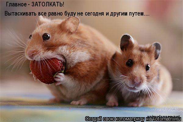 Главное - ЗАТОЛКАТЬ! Вытаскивать все равно буду не сегодня и другим путем....... Котоматрица: Главное - ЗАТОЛКАТЬ! Вытаскивать все равно буду не сегодня и другим путем....