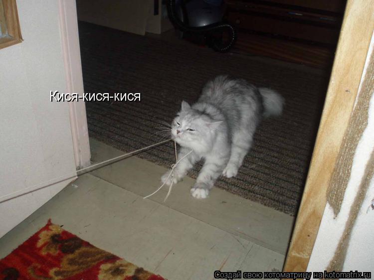 Кися-кися-кися... Котоматрица: Кися-кися-кися