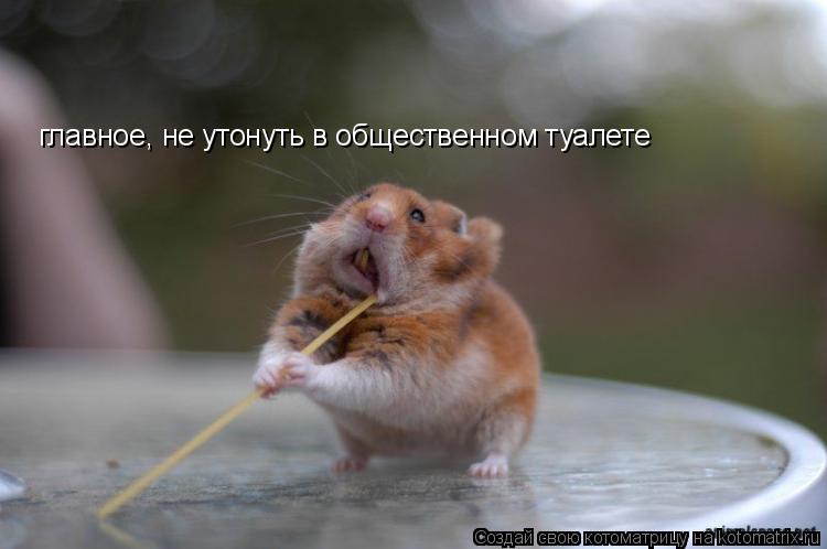 главное, не утонуть в общественном туалете... Котоматрица: главное, не утонуть в общественном туалете