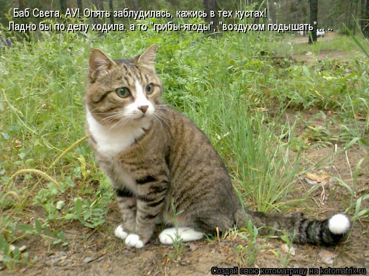 Баб Света, АУ! Опять заблудилась, кажись в тех кустах! Ладно бы по делу ходила, а то "грибы-ягоды", ... Котоматрица: Баб Света, АУ! Опять заблудилась, кажись в тех кустах! Ладно бы по делу ходила, а то "грибы-ягоды", "воздухом подышать"... ..