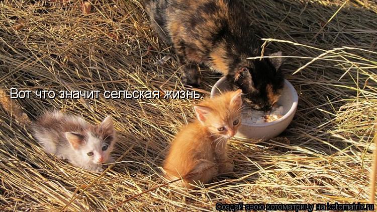 Вот что значит сельская жизнь.... Котоматрица: Вот что значит сельская жизнь.