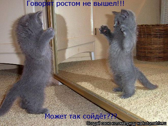 Говорят ростом не вышел!!! Может так сойдёт???... Котоматрица: Говорят ростом не вышел!!! Может так сойдёт???