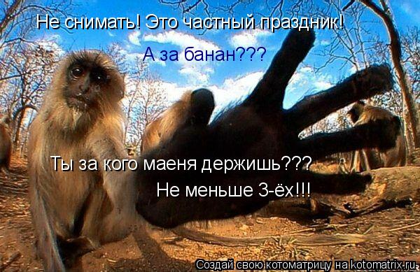 Не снимать! Это частный праздник! А за банан??? Ты за кого маеня держишь??? Не меньше 3-ёх!!!... Котоматрица: Не снимать! Это частный праздник! А за банан??? Ты за кого маеня держишь??? Не меньше 3-ёх!!!