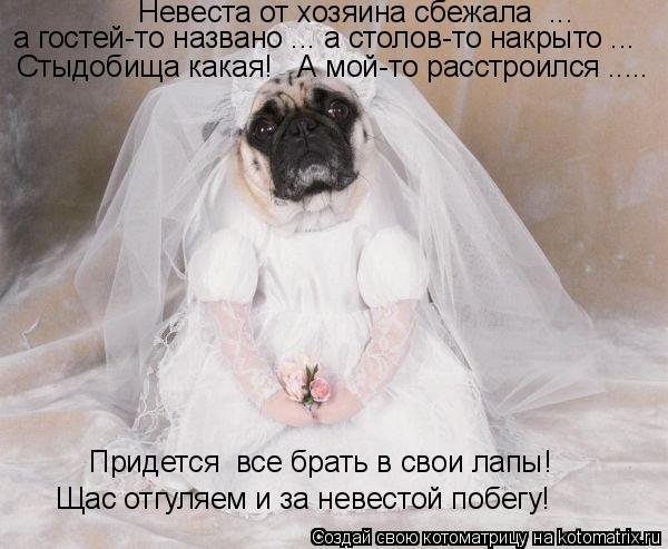 Невеста от хозяина сбежала ... а гостей-то названо ... а столов-то накрыто ... Стыдобища какая! ... Котоматрица: Невеста от хозяина сбежала ... а гостей-то названо ... а столов-то накрыто ... Стыдобища какая! А мой-то расстроился ..... Придется все брать