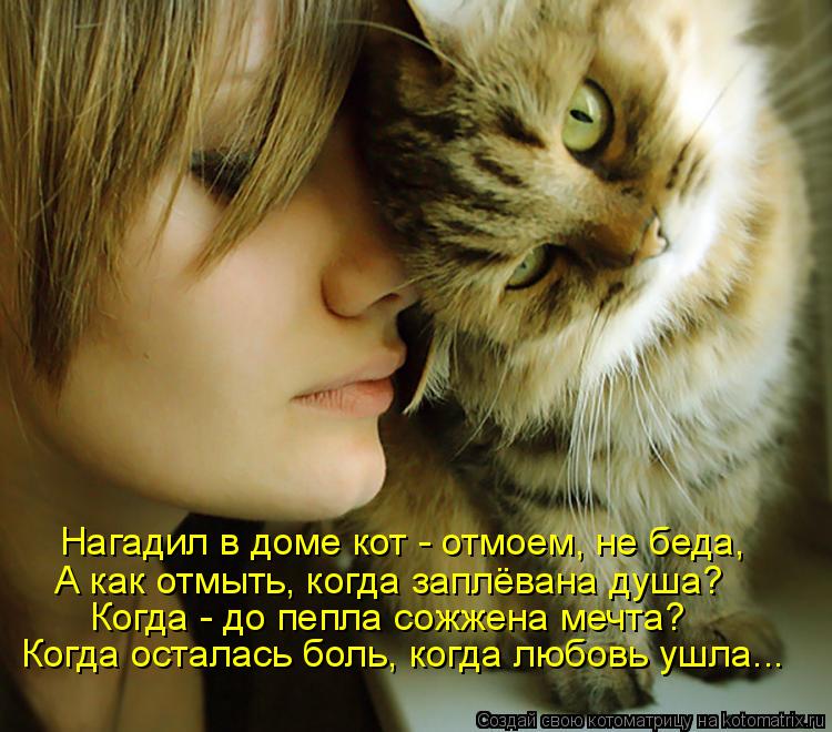 Нагадил в доме кот - отмоем, не беда, А как отмыть, когда заплёвана душа? Когда - до пепла сожжена ме... Котоматрица: Нагадил в доме кот - отмоем, не беда, А как отмыть, когда заплёвана душа? Когда - до пепла сожжена мечта? Когда осталась боль, когда любовь ушла