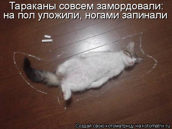 Тараканы совсем замордовали: на пол уложили, ногами запинали... Котоматрица: Тараканы совсем замордовали: на пол уложили, ногами запинали