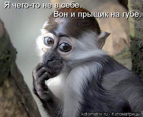 Я чего-то не в себе. Вон и прыщик на губе.... Котоматрица: Я чего-то не в себе. Вон и прыщик на губе.