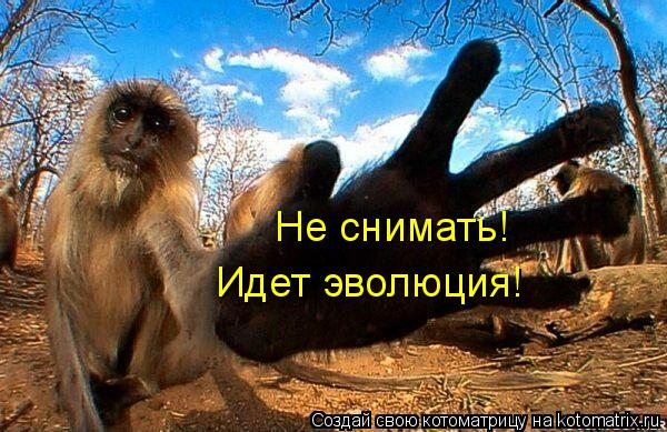 Не снимать! Идет эволюция!... Котоматрица: Не снимать! Идет эволюция!