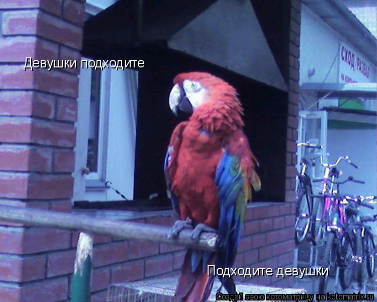 Девушки подходите Подходите девушки... Котоматрица: Девушки подходите Подходите девушки