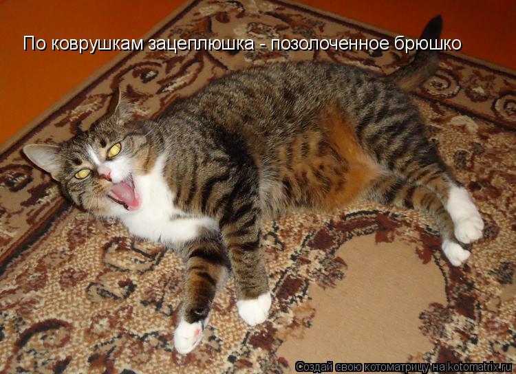 По коврушкам зацеплюшка - позолоченное брюшко... Котоматрица: По коврушкам зацеплюшка - позолоченное брюшко