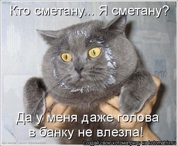 Кто сметану... Я сметану? Да у меня даже голова в банку не влезла!... Котоматрица: Кто сметану... Я сметану? Да у меня даже голова в банку не влезла!