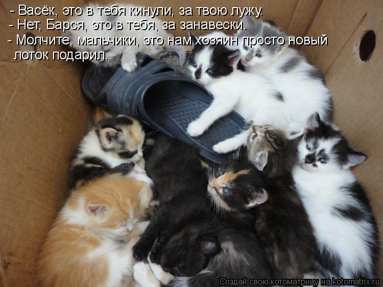 - Васёк, это в тебя кинули, за твою лужу. - Нет, Барся, это в тебя, за занавески. - Молчите, мальчики... Котоматрица: - Васёк, это в тебя кинули, за твою лужу. - Нет, Барся, это в тебя, за занавески. - Молчите, мальчики, это нам хозяин просто новый лоток подарил.