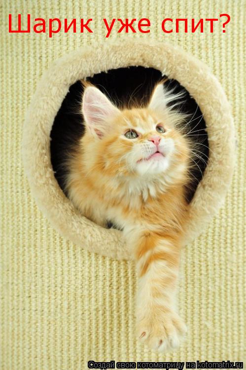 Шарик уже спит?... Котоматрица: Шарик уже спит?