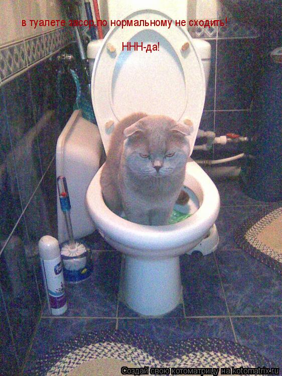 в туалете засор,по нормальному не сходить! ННН-да!... Котоматрица: в туалете засор,по нормальному не сходить! ННН-да!