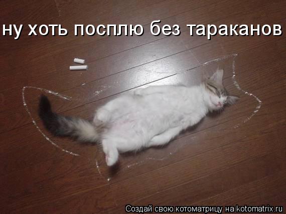 ну хоть посплю без тараканов... Котоматрица: ну хоть посплю без тараканов