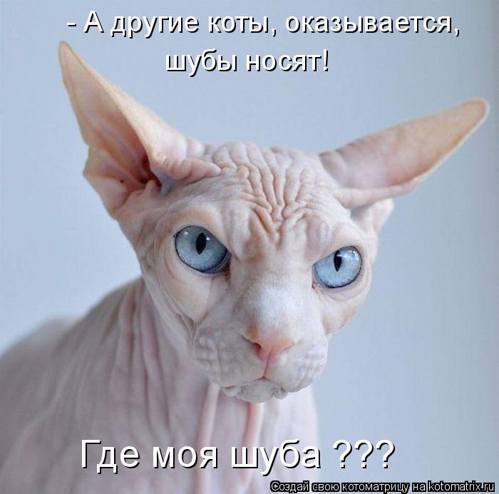 - А другие коты, оказывается, шубы носят! Где моя шуба ???... Котоматрица: - А другие коты, оказывается, шубы носят! Где моя шуба ???