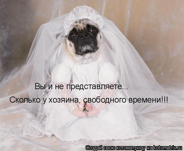 Вы и не представляете... Сколько у хозяина, свободного времени!!!... Котоматрица: Вы и не представляете... Сколько у хозяина, свободного времени!!!