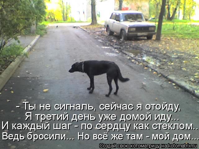 - Ты не сигналь, сейчас я отойду, Я третий день уже домой иду... И каждый шаг - по сердцу как стеклом... Котоматрица: - Ты не сигналь, сейчас я отойду, Я третий день уже домой иду... И каждый шаг - по сердцу как стеклом... Ведь бросили... Но всё же там - мой дом...