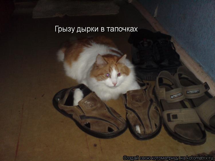 Грызу дырки в тапочках... Котоматрица: Грызу дырки в тапочках