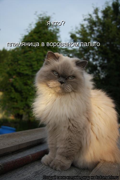 Котоматрица: я кто? плимяница в ворованом пальто