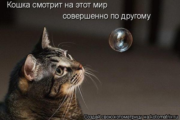 Котоматрица: Кошка смотрит на этот мир совершенно по другому