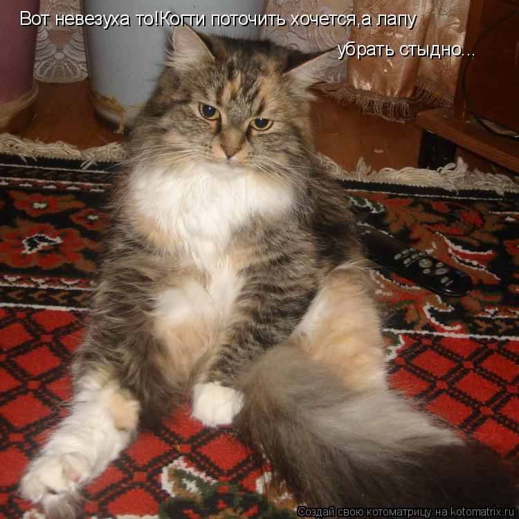 Котоматрица: Вот невезуха то!Когти поточить хочется,а лапу убрать стыдно...