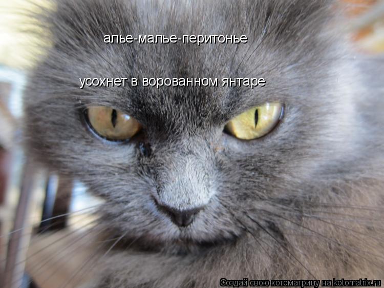 Котоматрица: алье-малье-перитонье усохнет в ворованном янтаре