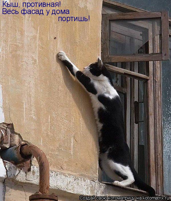 Котоматрица: Кыш, противная! Весь фасад у дома  портишь!