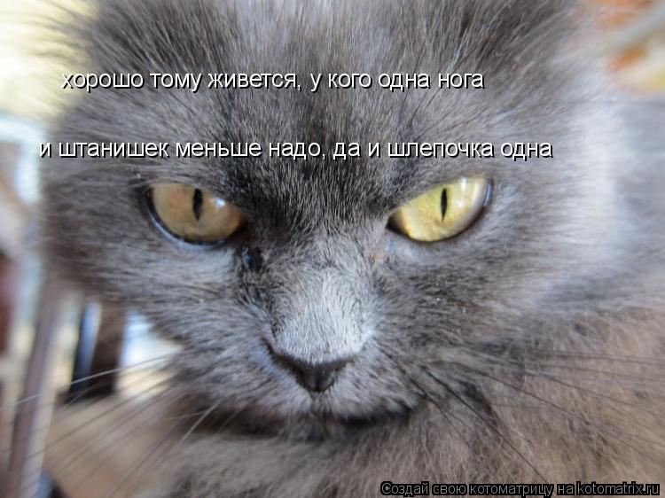 Котоматрица: хорошо тому живется, у кого одна нога и штанишек меньше надо, да и шлепочка одна