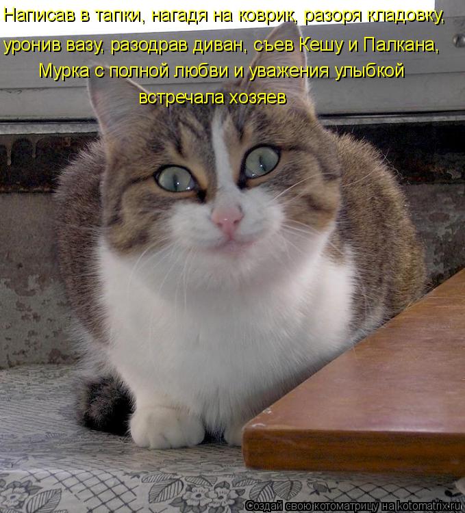 Котоматрица: уронив вазу, разодрав диван, съев Кешу и Палкана, Написав в тапки, нагадя на коврик, разоря кладовку, Мурка с полной любви и уважения улыбкой 