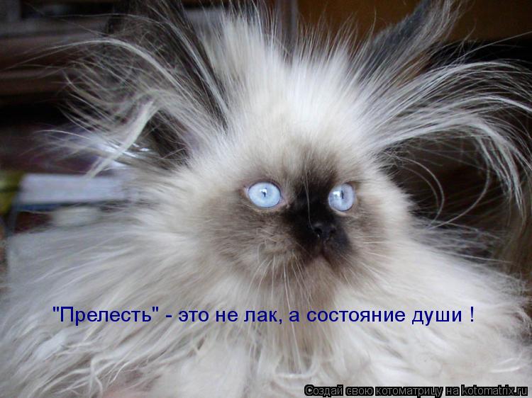 Котоматрица: "Прелесть" - это не лак, а состояние души !