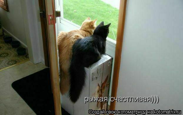 Котоматрица: рыжая счастливая)))