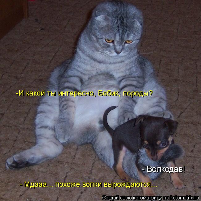 -И какой ты интересно, Бобик, породы? - Волкодав! - Волкодав! - Мдааа... похоже волки вырождаются...... Котоматрица: -И какой ты интересно, Бобик, породы? - Волкодав! - Волкодав! - Мдааа... похоже волки вырождаются...
